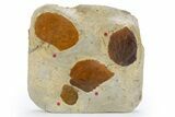 Wide Plate with Five Fossil Leaves (Three Species) - Montana #305982-1